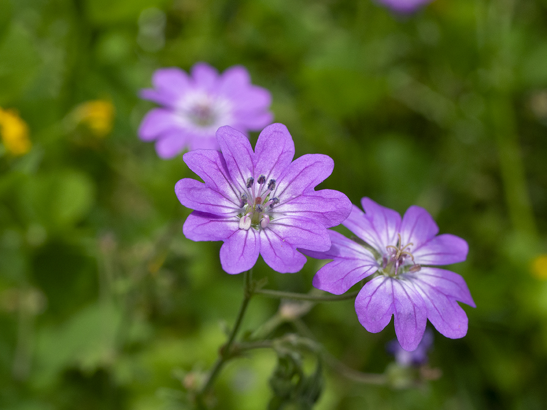 IMAGES\Bermooievaarsbek (Geranium pyrenaicum)\P1280467_sm.jpg